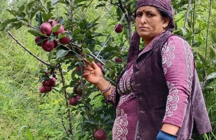 बड़ी खबर: ओलावृष्टि और लगातार बारिश ने तोड़ी सेब उत्पादकों की कमर। दानों पर पड़े गहरे निशान, अब नहीं मिलेंगे अच्छे दाम
